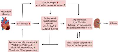 Edema formation in congestive heart failure and the underlying mechanisms